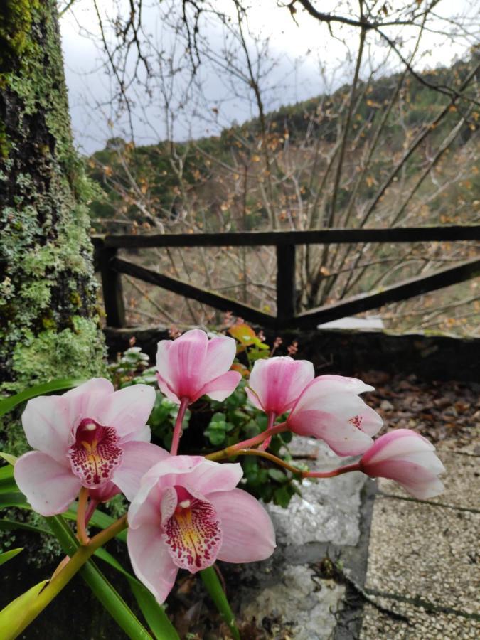 Casa Em Xisto Na Serra Da Lousa, Gondramaz Exterior foto